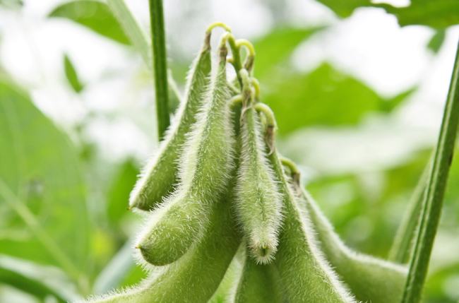 planta de soja con habas